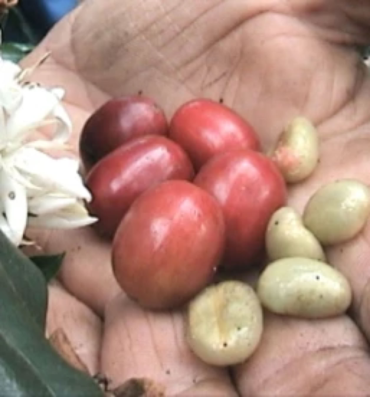 Image Coffee Cherries